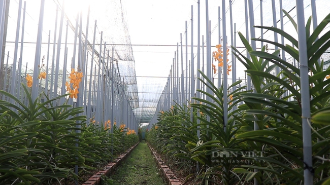 Trồng loại cây có rễ nằm ngoài không khí ông nông dân Sài Gòn thu về hàng trăm triệu đồng   - Ảnh 3.