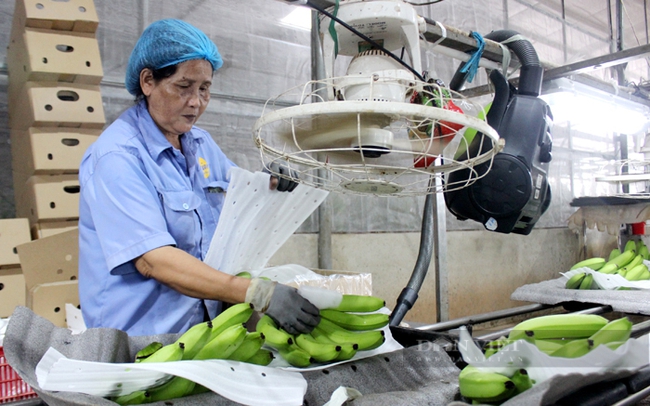 Sơ chế, đóng gói chuối xuất khẩu ở Khu nông nghiệp công nghệ cao An Thái, huyện Phú Giáo. Ảnh: Nguyên Vỹ