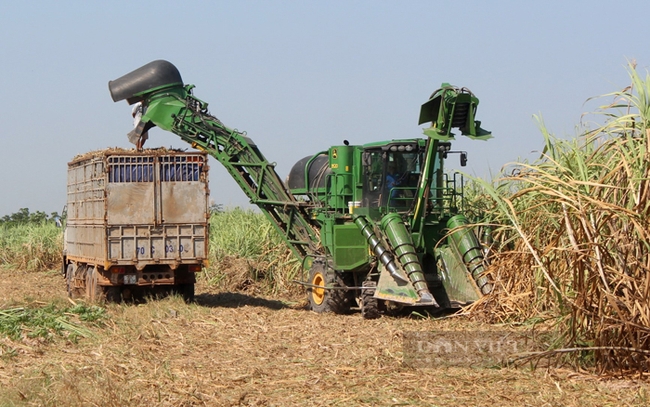 Quyết định 1514 nhằm đảm bảo một môi trường cạnh tranh công bằng, bình đẳng và hài hòa lợi ích giữa người nông dân trồng mía, các doanh nghiệp sản xuất đường, các doanh nghiệp tiêu thụ đường và người tiêu dùng. Ảnh: Trần Khánh
