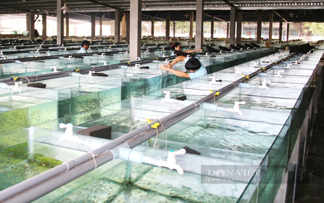 Khu vực chăn nuôi cá cảnh ở HTX Sinh vật cảnh Sài Gòn, huyện Củ Chi. TP.HCM. Ảnh: Nguyên Vỹ