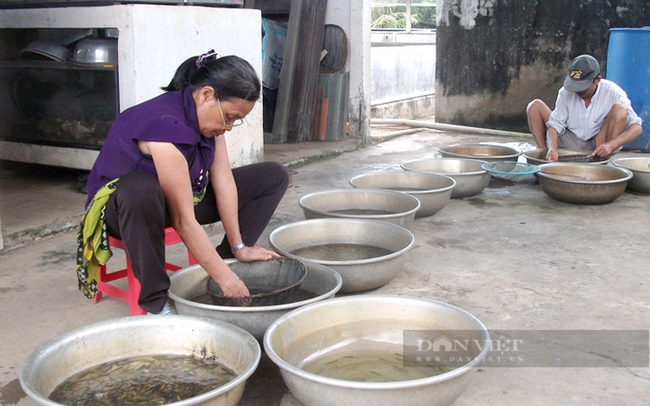 Một hộ nuôi cá cảnh ở huyện Bình Chánh, TP.HCM. Ảnh: Nguyên Vỹ