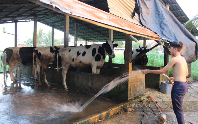 Chăn nuôi bò sữa ở huyện Củ Chi, TP.HCM. Ảnh: Trần Khánh