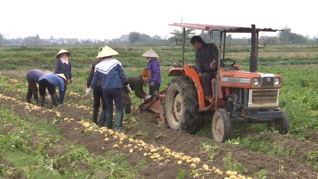 Cơ giới hóa đồng bộ - nông dân nhàn hơn, giàu hơn (bài 3): Yếu nhất khâu thu hoạch - Ảnh 1.