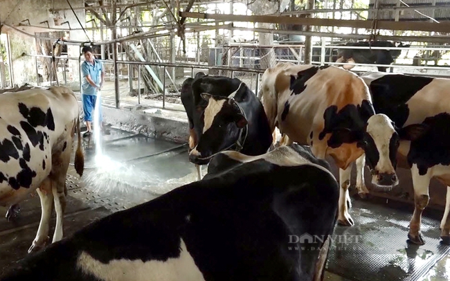 Tổng đàn bò sữa TP.HCM giảm mạnh trong giai đoạn 2016-2020. Ảnh: Trần Khánh