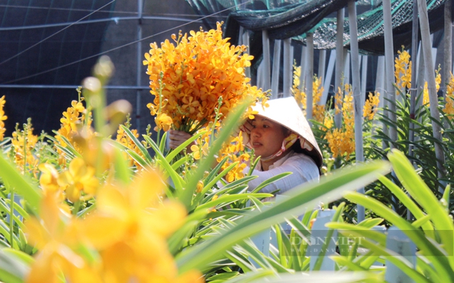 Một vườn sản xuất hoa, cây kiểng trên địa bàn huyện Củ Chi, TP.HCM. Ảnh: Trần Khánh