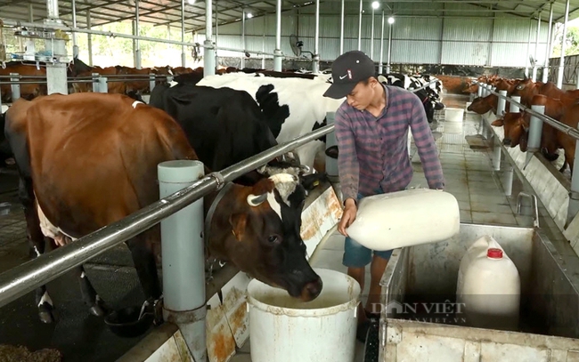 Chăn nuôi bò sữa ở huyện Củ Chi, TP.HCM. Ảnh: Trần Khánh