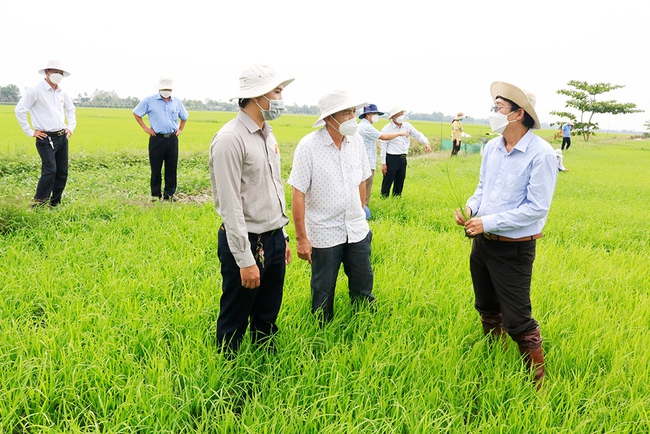 Cơ giới hóa đồng bộ, nông dân nhàn hơn, giàu hơn: Giã biệt bình phun thuốc bằng máy bay không người lái (Bài 4) - Ảnh 4.