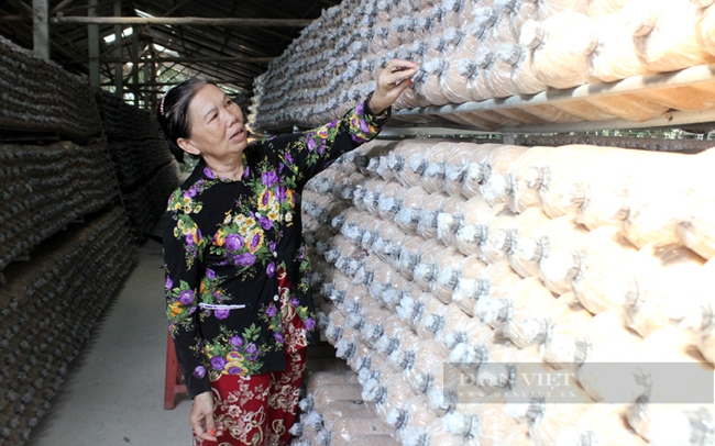 Bà Nguyễn Minh Tấn, nông dân trồng nấm ở xã Long Hoà (huyện Dầu Tiếng). Ảnh: Nguyên Vỹ