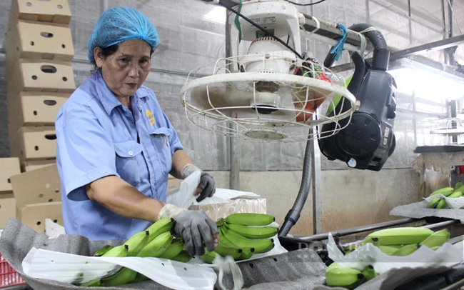 Mỗi năm Unifarm đón hàng trăm đoàn khách tham quan, học hỏi và chuyển giao công nghệ, kết hợp bao tiêu cho nhiều trang trại trong và ngoài tỉnh, với diện tích dự án lên đến hàng ngàn ha. Ảnh: Nguyên Vỹ