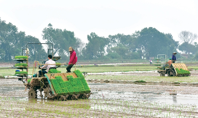 Cơ giới hóa đồng bộ - nông dân nhàn hơn, giàu hơn (bài cuối): Xóa ruộng manh mún để áp  dụng máy móc - Ảnh 1.