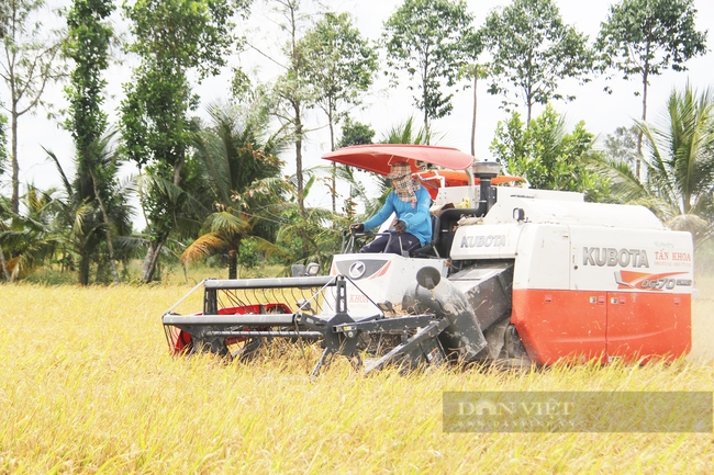 Phát triển 1 triệu ha lúa chất lượng cao ở ĐBSCL: Phải chứng minh được nông dân có lợi hơn - Ảnh 1.