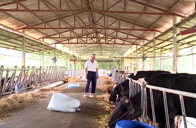 Làm mới nghề nuôi bò sữa ở xã nông thôn mới - Ảnh 3.