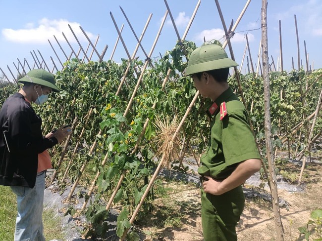 Kẻ xấu nhẫn tâm cắt gốc khiến toàn bộ ruộng bí xanh của lão nông xứ Nghệ chết tức tưởi - Ảnh 5.