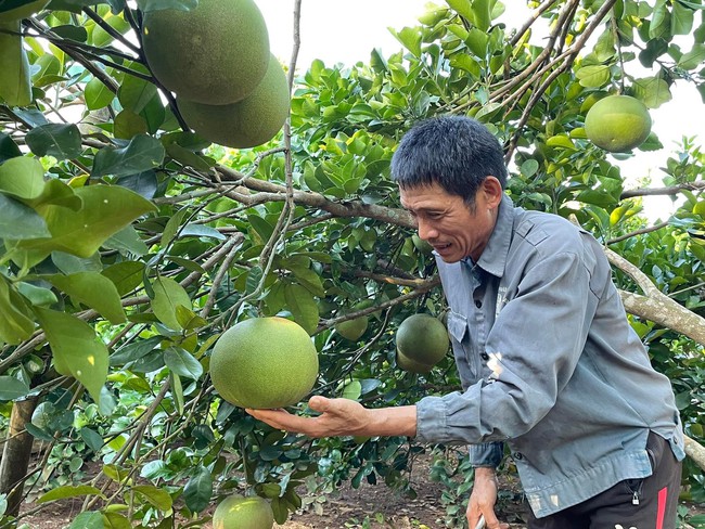 Thứ quả múi hồng căng mọng nhờ bí kíp đặc biệt nhưng nông dân lại &quot;đau&quot; vì điệp khúc cũ - Ảnh 3.