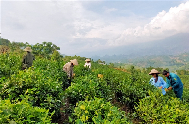 Hội Nông dân tỉnh Lào Cai chung tay xây dựng nông thôn mới - Ảnh 1.