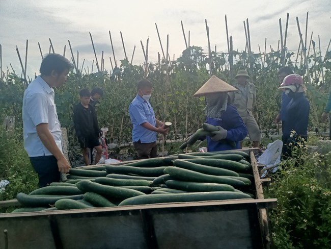 Kẻ độc ác cắt gốc toàn bộ ruộng bí xanh: Lão nông uất ức kể nhiều lần bị phá hoại - Ảnh 5.