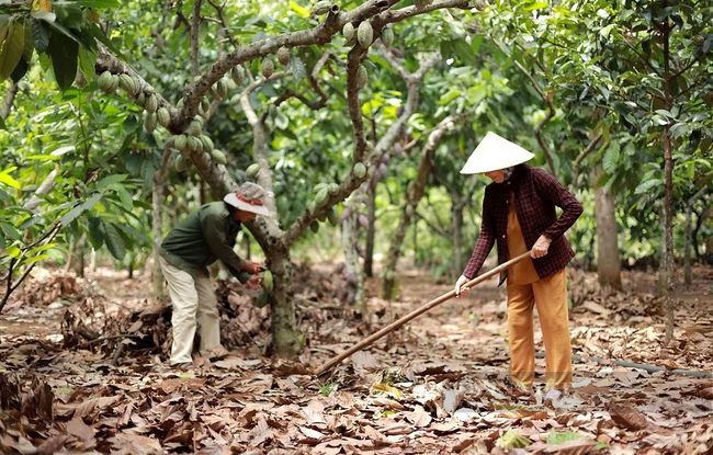 Hộ nông dân tham gia liên kết trồng ca cao cùng Công ty ca cao Thành Đạt. Ảnh: NVCC