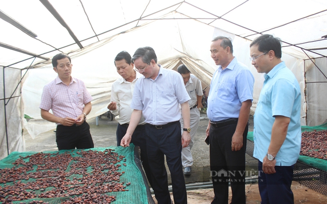 Chủ tịch Trung ương Hội Nông dân Việt Nam tham quan quy trình phơi hạt ca cao. Ảnh: Nguyên Vỹ
