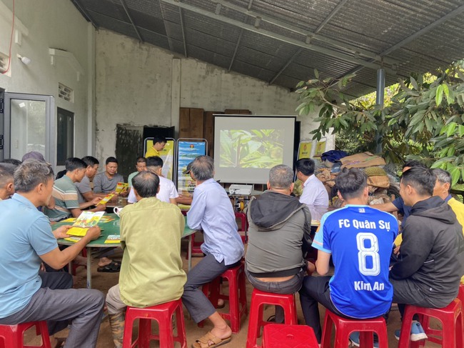 Phân bón Cà Mau - Giải pháp giảm chi phí canh tác cho cây sầu riêng Tây Nguyên - Ảnh 2.