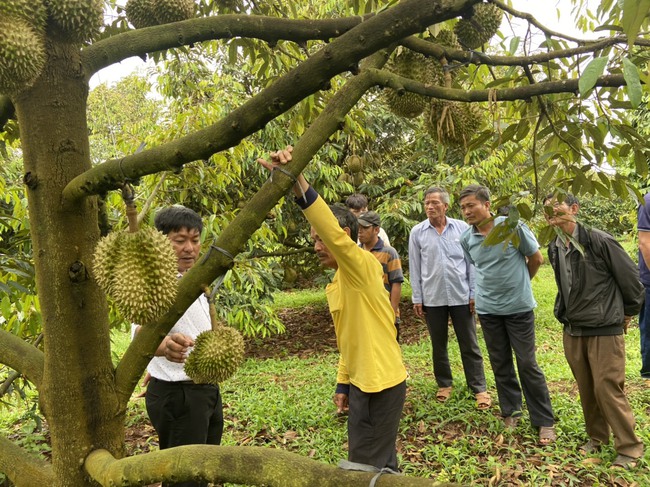 Phân bón Cà Mau - Giải pháp giảm chi phí canh tác cho cây sầu riêng Tây Nguyên - Ảnh 5.