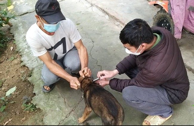 Hưởng ứng Ngày Thế giới phòng chống bệnh dại (28/9)  Tiêm vaccine - ngăn chó mèo bị dại, cứu sống được nhiều người - Ảnh 3.