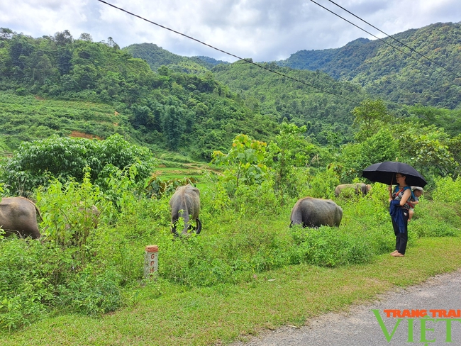 Nhiều giải pháp giúp ngành nông nghiệp Lào Cai phát triển toàn diện - Ảnh 5.