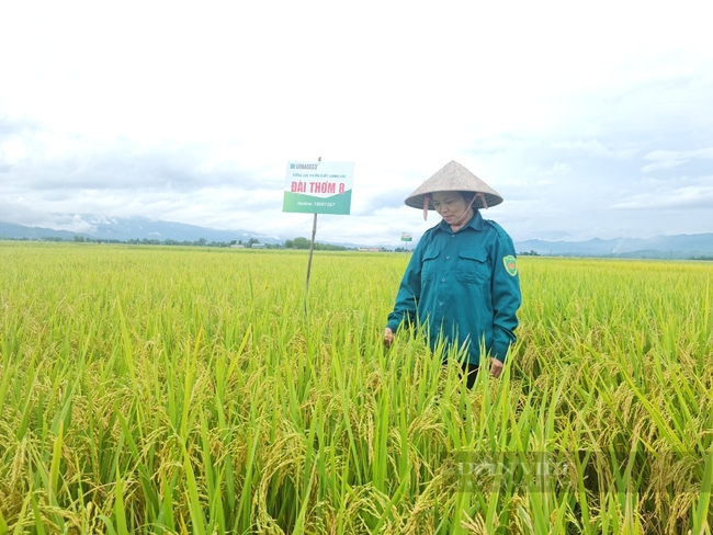 Giống lúa thơm bén duyên trên mảnh đất Mường Thanh, tương lai giúp nông dân Điện Biên xây dựng thương hiệu gạo ngon   - Ảnh 5.