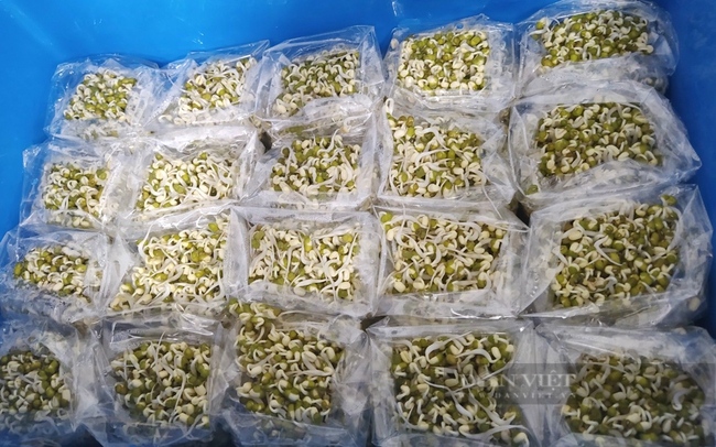 Tìm hạt giống thuần chủng để làm sản phẩm Ocop giá đậu xanh thuần chủng - Ảnh 11.