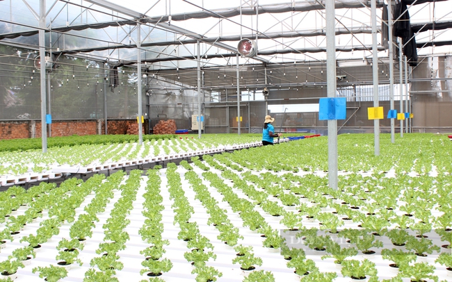 Các loại rau sạch được trồng bằng công nghệ thủy canh ở HTX Tuấn Ngọc. Ảnh: Trần Khánh