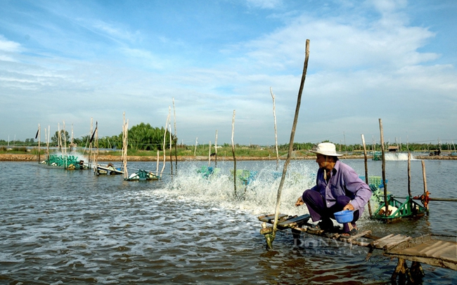 Nông dân nuôi tôm ở huyện Cần Giờ, TP.HCM. Ảnh: Trần Khánh