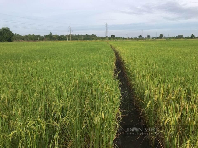 Lão nông thu tiền tỷ từ trồng lúa hữu cơ: “Vui nhất là đi đâu ai cũng khen gạo ông Tám thơm ngon” - Ảnh 10.