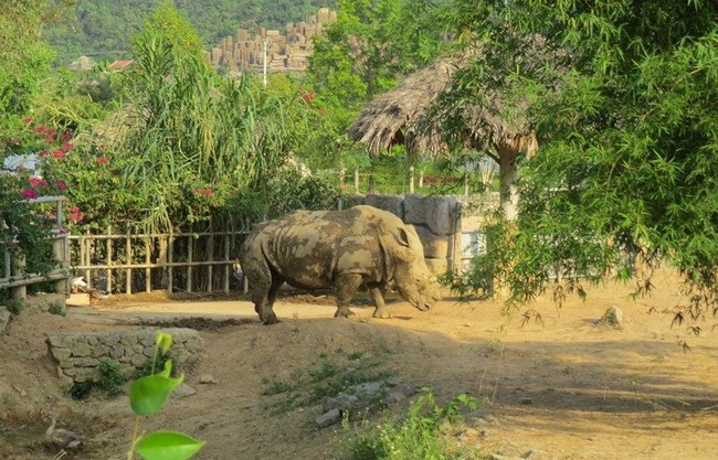 Phần đầu 6 cá thể tê giác chết tại khu sinh thái được giữ lại làm tiêu bản - Ảnh 2.