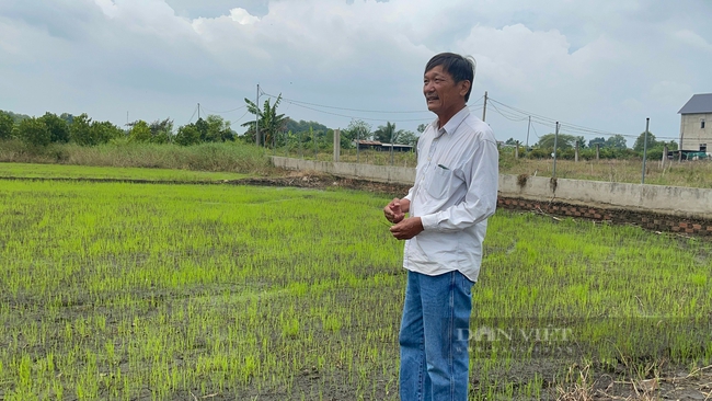 Lão nông thu tiền tỷ từ trồng lúa hữu cơ: “Vui nhất là đi đâu ai cũng khen gạo ông Tám thơm ngon” - Ảnh 2.