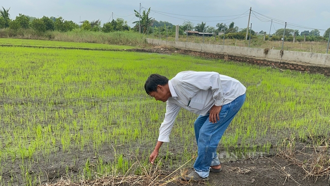 Lão nông thu tiền tỷ từ trồng lúa hữu cơ: “Vui nhất là đi đâu ai cũng khen gạo ông Tám thơm ngon” - Ảnh 13.