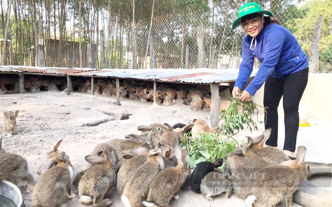 Bà Hằng chăm sóc đàn thỏ tại trang trại nuôi của gia đình. Ảnh: NVCC