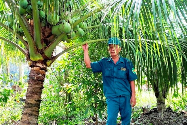 Trồng thứ cây đặc sản thấp tè đã ra trái quá trời, tháng nào ông nông dân Hậu Giang thu hàng chục triệu - Ảnh 1.