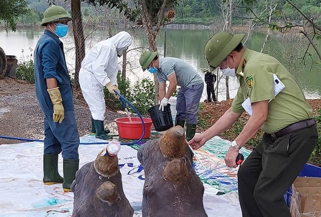 Phần đầu 6 cá thể tê giác chết tại khu sinh thái được giữ lại làm tiêu bản - Ảnh 1.