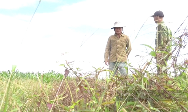 Đồng Nai: Nhiều nông dân trồng lúa bỏ ruộng vì chi phí đầu tư tăng cao - Ảnh 1.