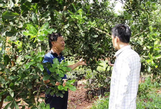Nghiên cứu phát triển cây mắc ca tại Thừa Thiên Huế để nâng cao thu nhập cho người dân - Ảnh 1.