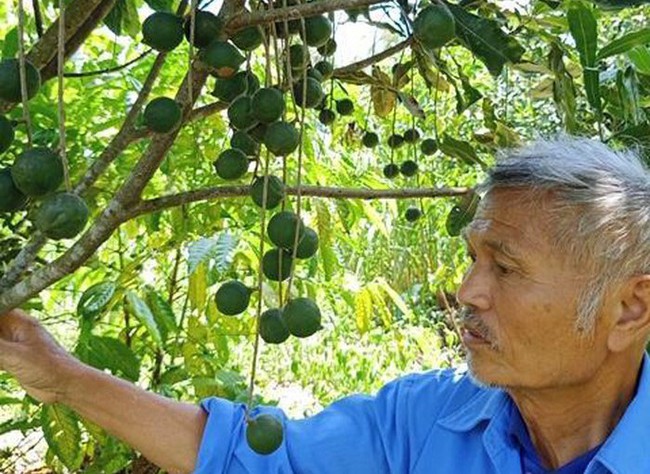 TT-Huế: Nghiên cứu phát triển cây mắc ca để nâng cao thu nhập cho người dân - Ảnh 1. TT-Huế: Nghiên cứu phát triển cây mắc ca để nâng cao thu nhập cho người dân - Ảnh 1.