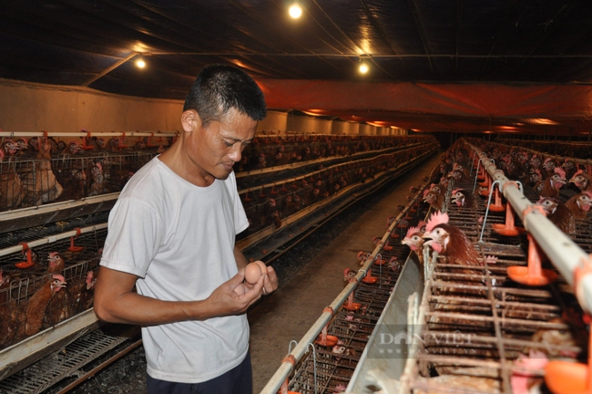 Nông dân Việt Nam xuất sắc 2022 ở Hải Dương là ông chủ trang trại 6 vạn gà đẻ trứng - Ảnh 2.