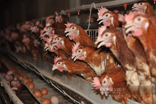 Nông dân Việt Nam xuất sắc 2022 ở Hải Dương là ông chủ trang trại 6 vạn gà đẻ trứng - Ảnh 3.