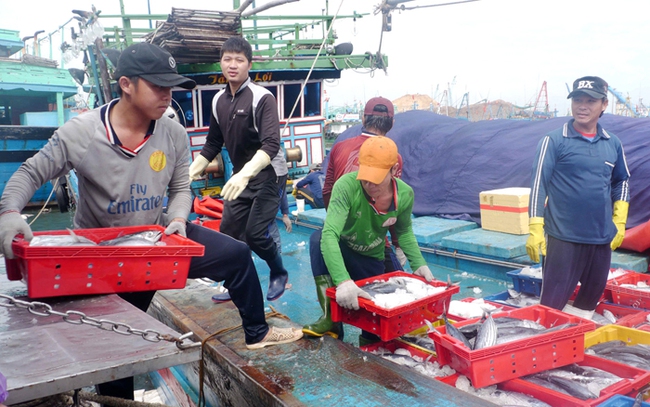 Ngư dân đánh bắt cá ngừ vằn ở ngư trường Bình Định. Ảnh: T.L