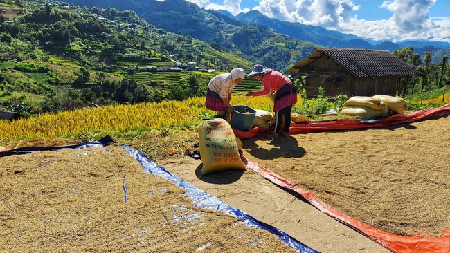 Ruộng bậc thang “nhuộm vàng” Tây Bắc - Ảnh 7.