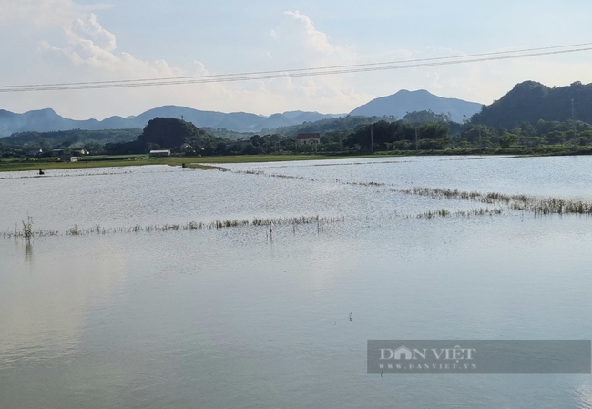 Hơn 600ha lúa ở Ninh Bình bị ngập trong nước do ảnh hưởng bão số 4 - Ảnh 1.