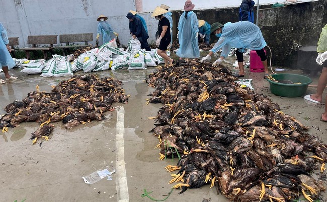 Nông dân xứ Nghệ thiệt hại nặng nề do mưa lũ, có nơi cả trang trại gà chết sạch - Ảnh 4.