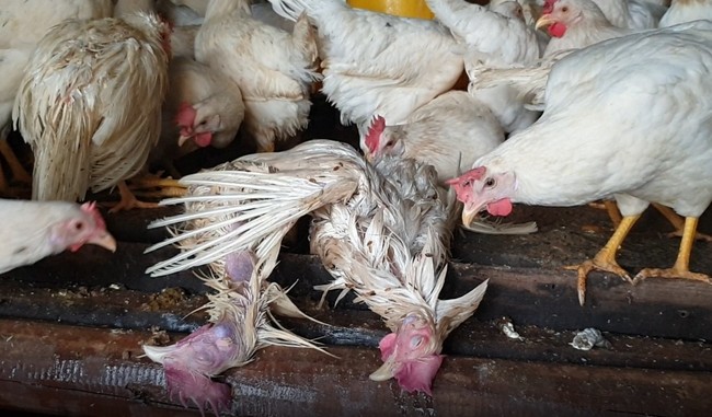 Nông dân xứ Nghệ thiệt hại nặng nề do mưa lũ, có nơi cả trang trại gà chết sạch - Ảnh 5.