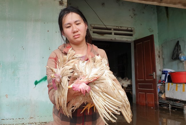 Nông dân xứ Nghệ thiệt hại nặng nề do mưa lũ, có nơi cả trang trại gà chết sạch - Ảnh 2.