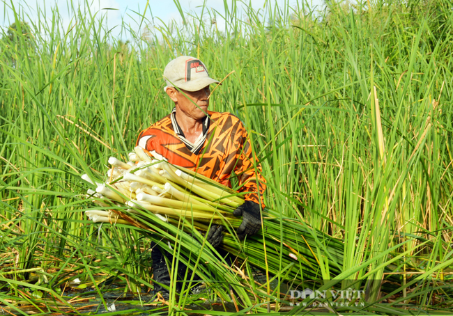 Đòn bẩy kinh tế tập thể ở Đất Mũi - Ảnh 1.