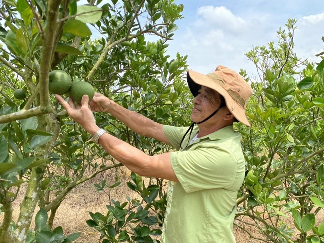 Nông dân Đồng Nai: Nương tựa vào nhau cùng phát triển kinh tế sản xuất - Ảnh 4.